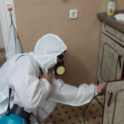 Дезинфекция от муравьев в квартире в Нижневартовске